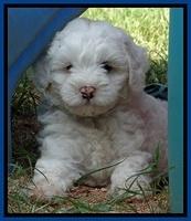 Jolie Buster pups 6.5 wks old 131