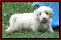 Jolie Buster 5 wks old 60