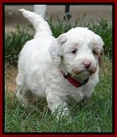 Jolie Buster 5 wks old 80
