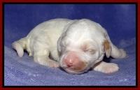 Jolie Buster pups 1 wk old 71