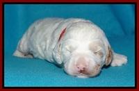 Jolie Buster pups 2 wks old 70