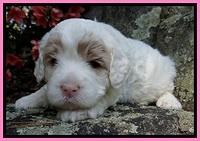 Jolie Buster 3 wks old 151