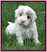 Jolie Buster 5 wks old 150