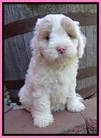 Jolie Buster 6 wks old 101