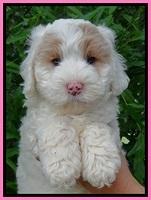 Jolie Buster 7 wks old 101