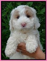 Jolie Buster 7 wks old 91