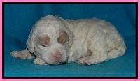 Jolie Buster pups 2 wks old 130