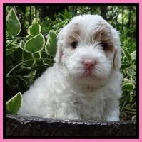 Jolie Buster pups 4 wks old 100
