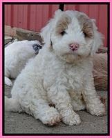 Jolie Buster pups 6.5 wks old 321