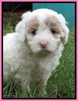 Jolie Buster pups 6.5 wks old 341