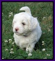Jolie Buster 5 wks old 180