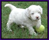 Jolie Buster 5 wks old 200