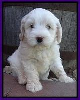 Jolie Buster 6 wks old 311