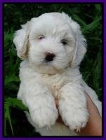Jolie Buster 7 wks old 121