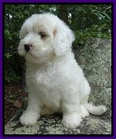 Jolie Buster 8 weeks old 44