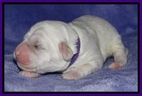 Jolie Buster pups 1 wk old 161