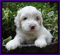 Jolie Buster pups 4 wks old 130