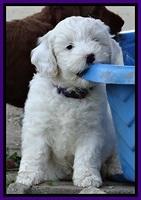 Jolie Buster pups 6.5 wks old 81