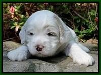 Jolie Buster 3 wks old 241