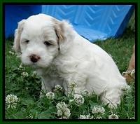 Jolie Buster 5 wks old 240