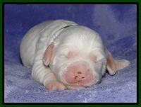 Jolie Buster pups 1 wk old 171