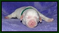 Jolie Buster pups 1 wk old 181