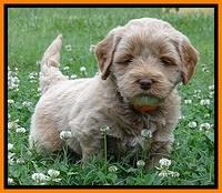 Jolie Buster 5 wks old 300