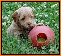 Jolie Buster 5 wks old 320