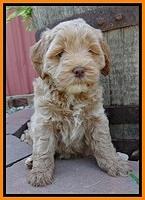 Jolie Buster 6 wks old 161