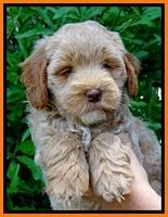 Jolie Buster 7 wks old 181