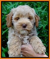 Jolie Buster 7 wks old 191