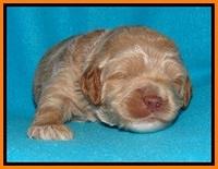 Jolie Buster pups 2 wks old 310