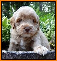 Jolie Buster pups 4 wks old 260