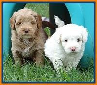 Jolie Buster pups 5 wks old 581