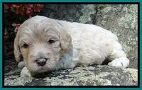 Jolie Buster 3 wks old 301