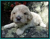 Jolie Buster 3 wks old 321