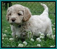 Jolie Buster 5 wks old 380