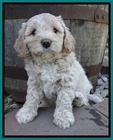 Jolie Buster 6 wks old 241