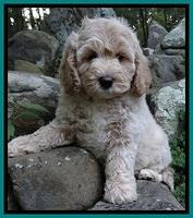 Jolie Buster 8 weeks old 23