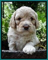 Jolie Buster pups 4 wks old 200