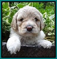 Jolie Buster pups 4 wks old 220