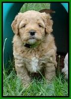 Jolie Buster 5 wks old 440
