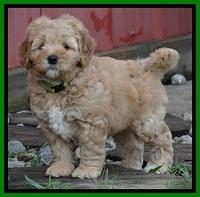 Jolie Buster 6.5 wks old 32