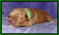 Jolie Buster pups 1 wk old 261