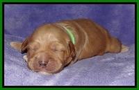 Jolie Buster pups 1 wk old 271