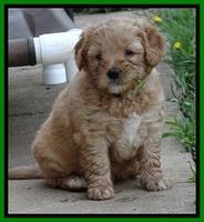 Jolie Buster pups 6.5 wks old 11