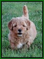 Jolie Buster pups 6.5 wks old 51