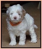 Jolie Buster 5 wks old 510