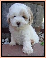 Jolie Buster 6 wks old 171