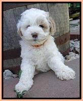 Jolie Buster 6 wks old 181